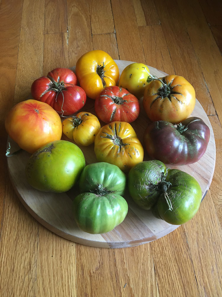 Tomato (Slicer): All Welcome (40, or 500 seeds) The Buffalo Company